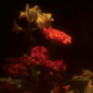 Hypnagogie by Grégoire Gerstmans