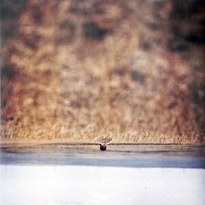 Hands That Bind (Original Motion Picture Soundtrack) by Jim O'Rourke