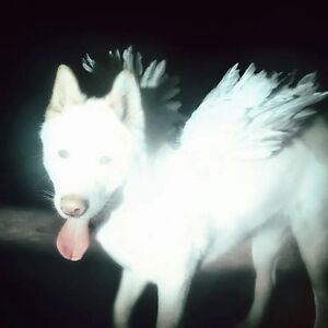 Cancel Me (I'm Tired) - Coloured Vinyl by Fat Dog