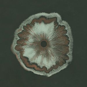 Scheef (Dollkraut Rework) by Eefje de Visser