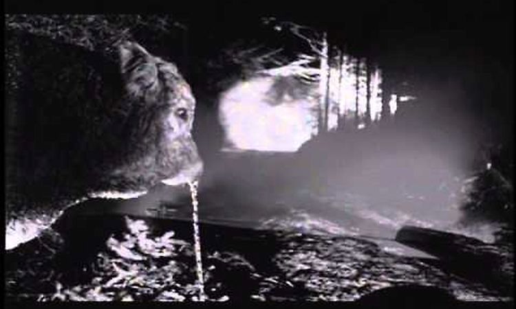 DEF LEPPARD - Tonight (Official Music Video)