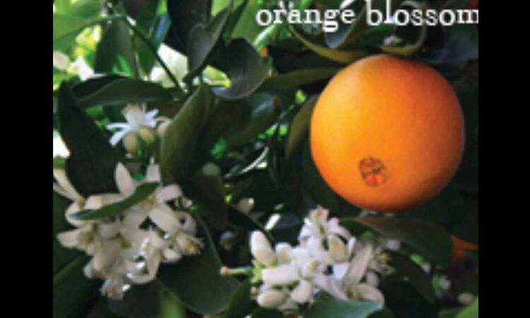 MF DOOM - Special Herbs 5 & 6 "Orange Blossoms" [HQ]