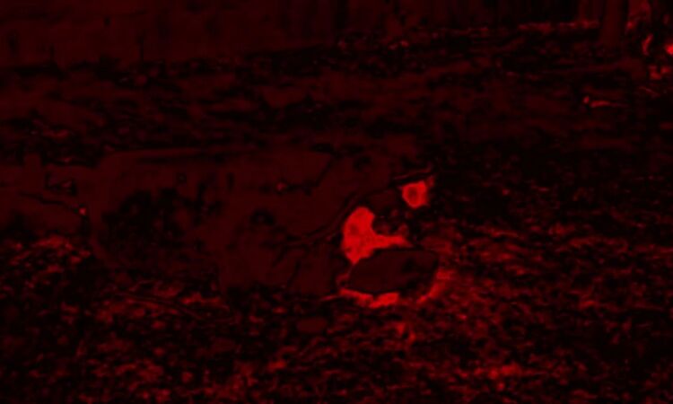  Cochemea - Pyramid of the Sun (Trailer)