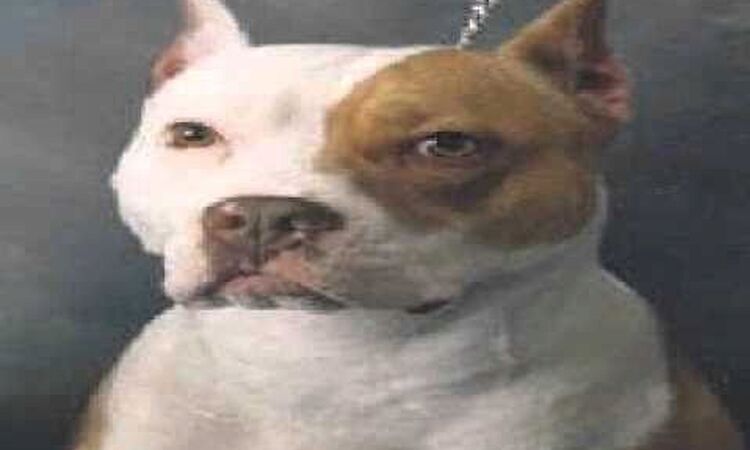 Giant Sand-Year of the dog