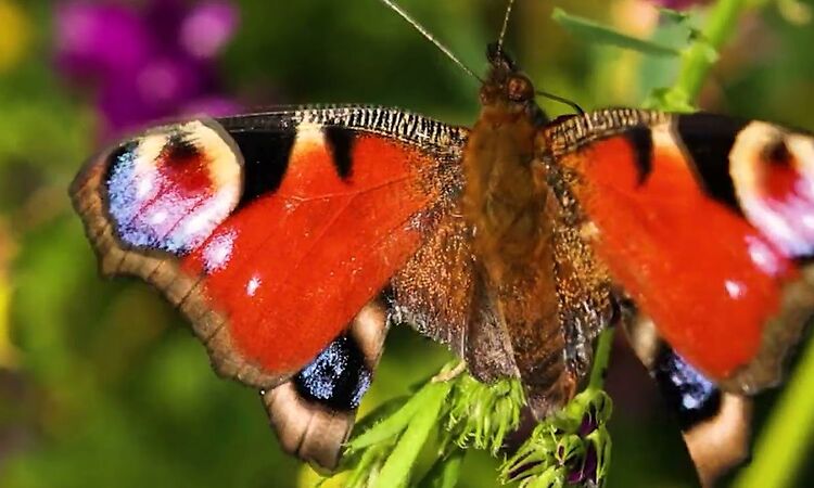 DAPHNI - Waiting So Long (feat. CARIBOU)