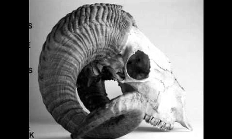 Kiss the anus of a black cat - Feathers of the wings of the angel gabriel