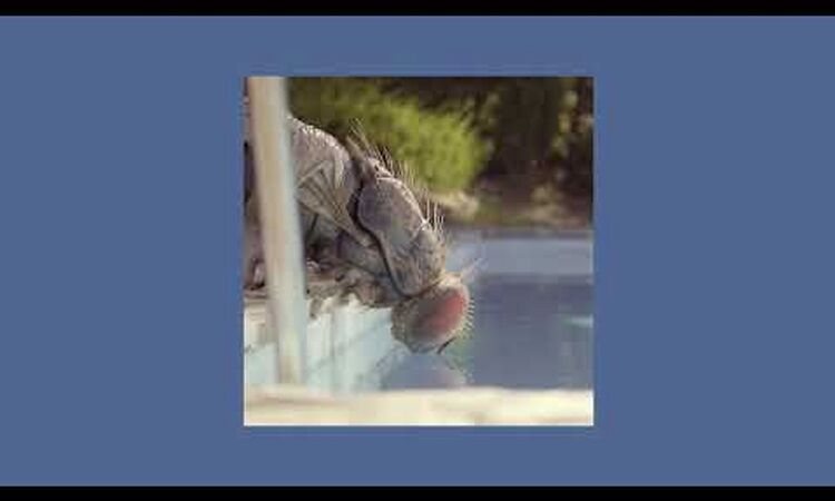 Metronomy - Mandibules (Main Theme)