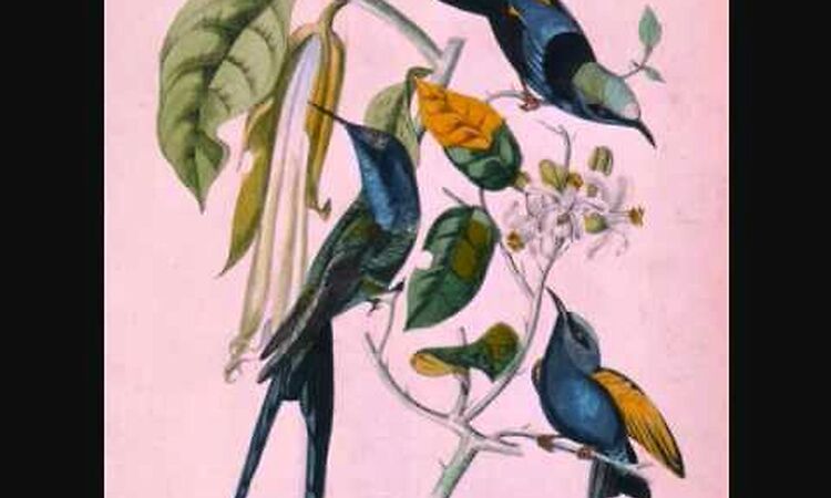 Susumu Yokota "Uchu Tanjyo"