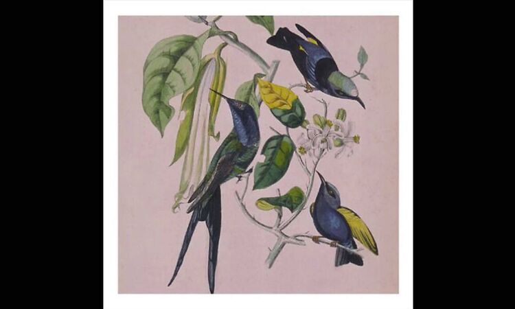 Susumu Yokota Genshi
