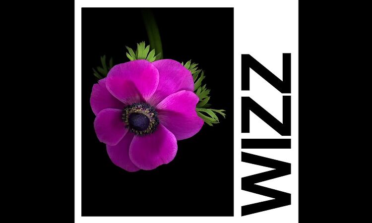 IDLES - WIZZ (Official Audio)
