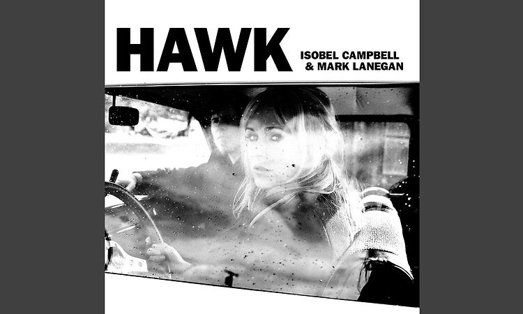 Hawk